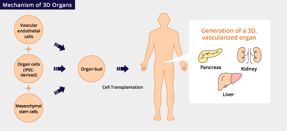 Mechanism of 3D Organs