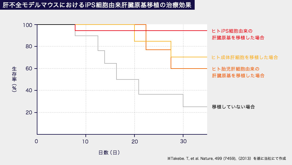 ヒトiPS細胞由来肝臓原基移植の治療効果